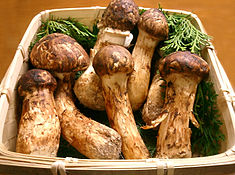You are currently viewing Little Cooking Saint – 0037.2 – Matsutake Meat Roll (b)