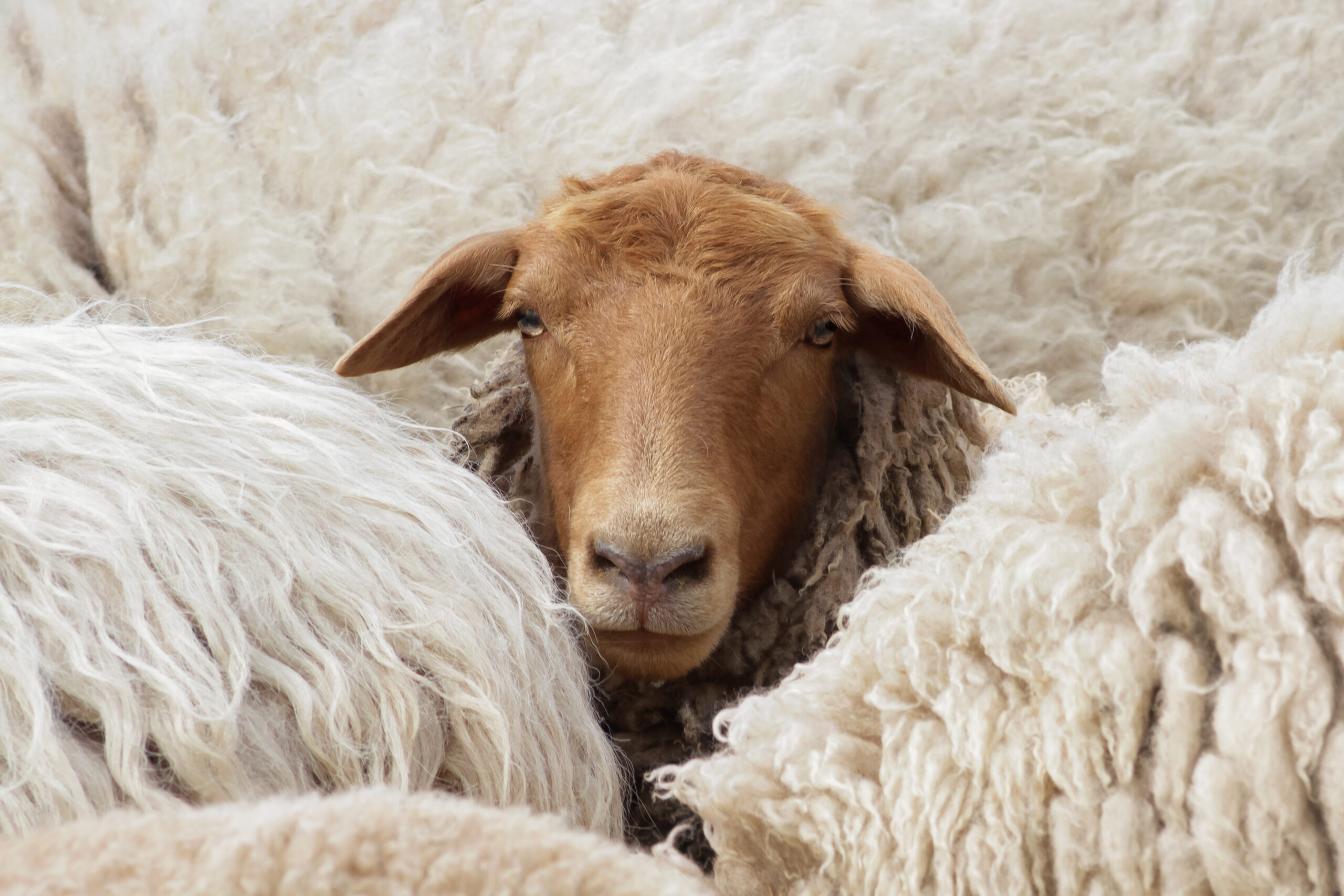 You are currently viewing Raising the Young Grand Secretary – 🔒 060